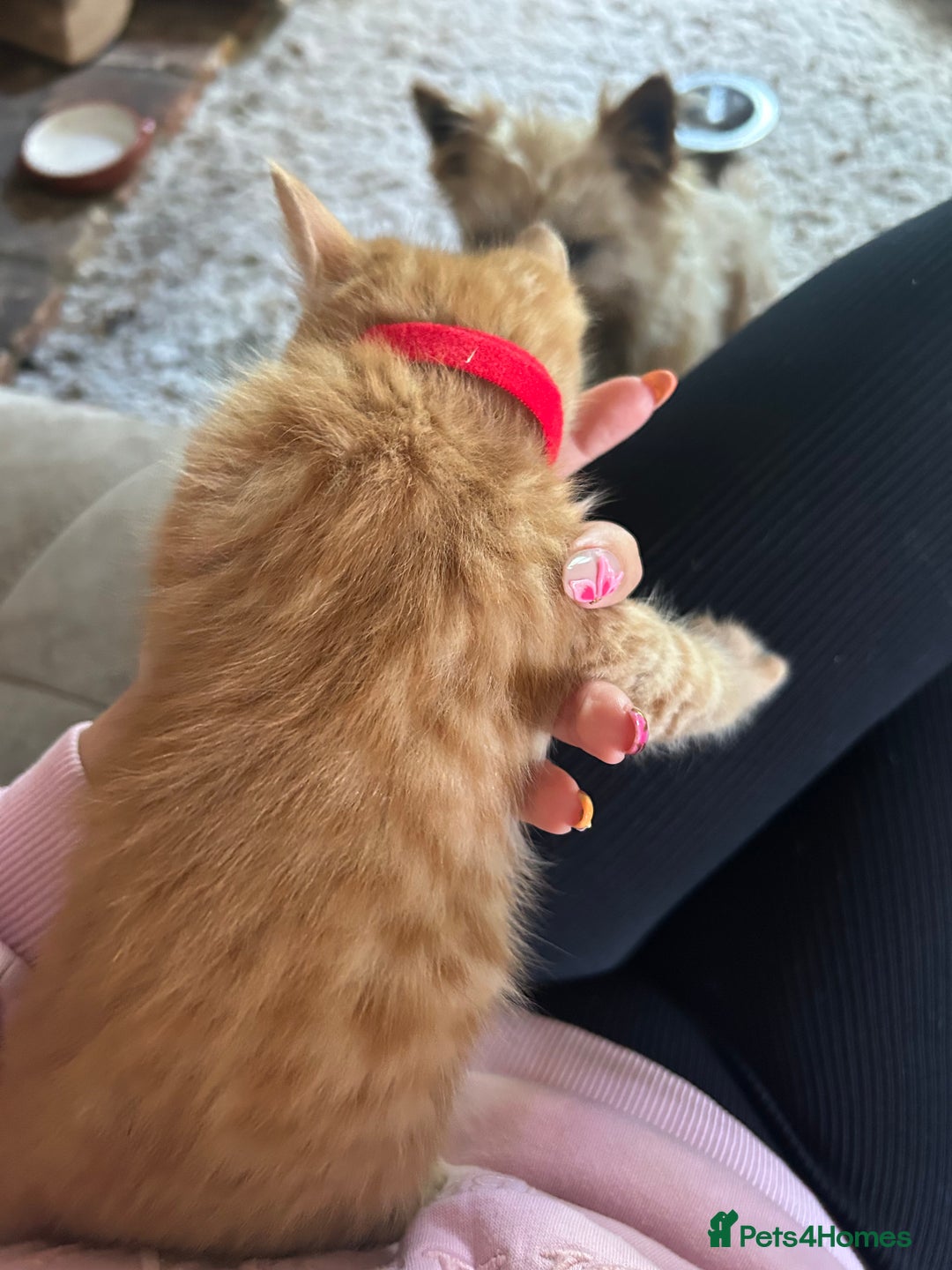 Mixed Breed cats for sale: READY TO GO 4 gorgeous kittens  - Image 14