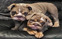 English Bulldog dogs for sale: Final Female English Bulldog available - Image 20