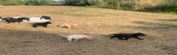 Labrador Retriever dogs for sale: KC REG Labradors, Great pups For sale  - Advert 5