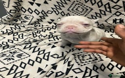 French Bulldog dogs for sale: Beautiful Pink, blue and tan and merl Frenchie’s - Image 3