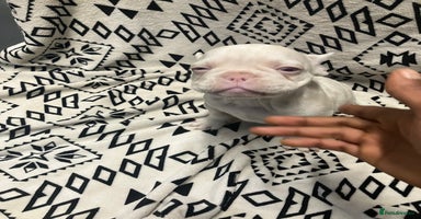 French Bulldog dogs - Advert 3
