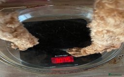 Toy Poodle dogs for stud: Kc toy poodle STUD ONLY  - Image 6