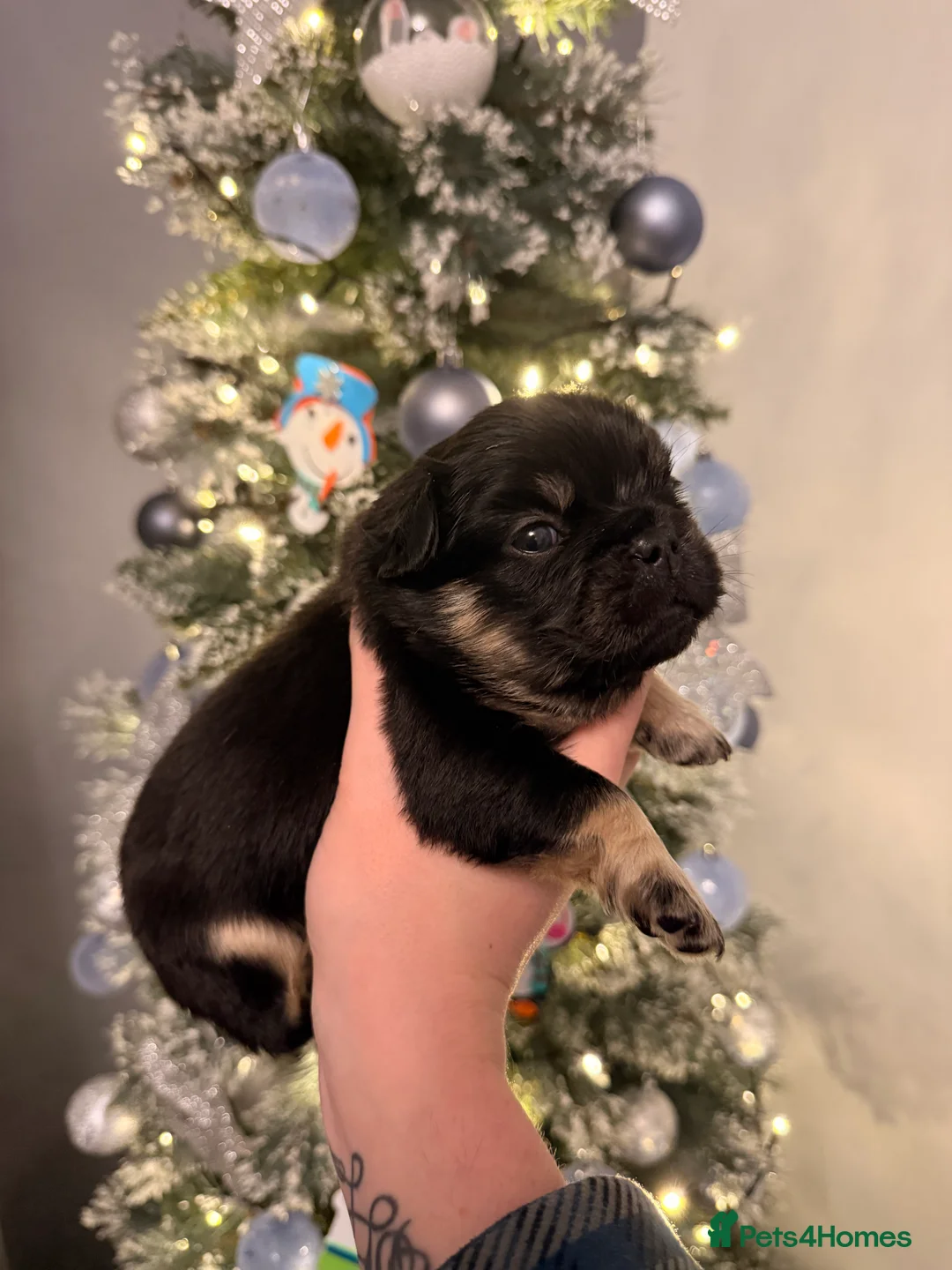 French Bulldog dogs for sale: Reduced 1 Female visual fluffy - Ready now - Advert 12