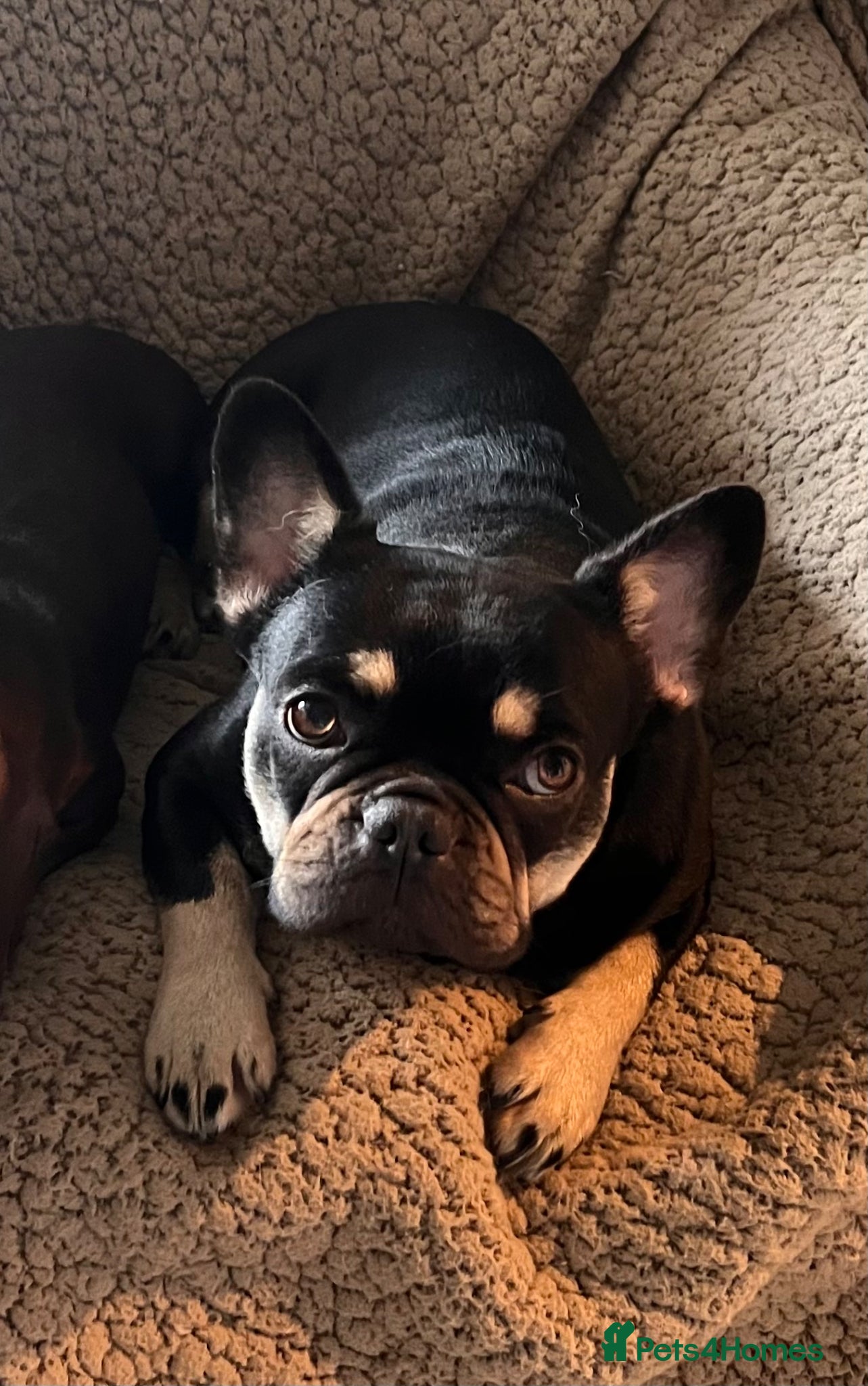 French Bulldog dogs Beautiful chocolate and tan girl  - Advert 1