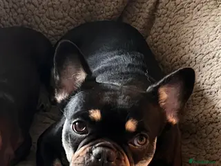 French Bulldog dogs Beautiful chocolate and tan girl - Advert 1