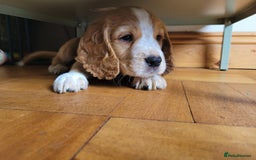 Cocker Spaniel dogs for sale: Cocker spaniels  - Image 7