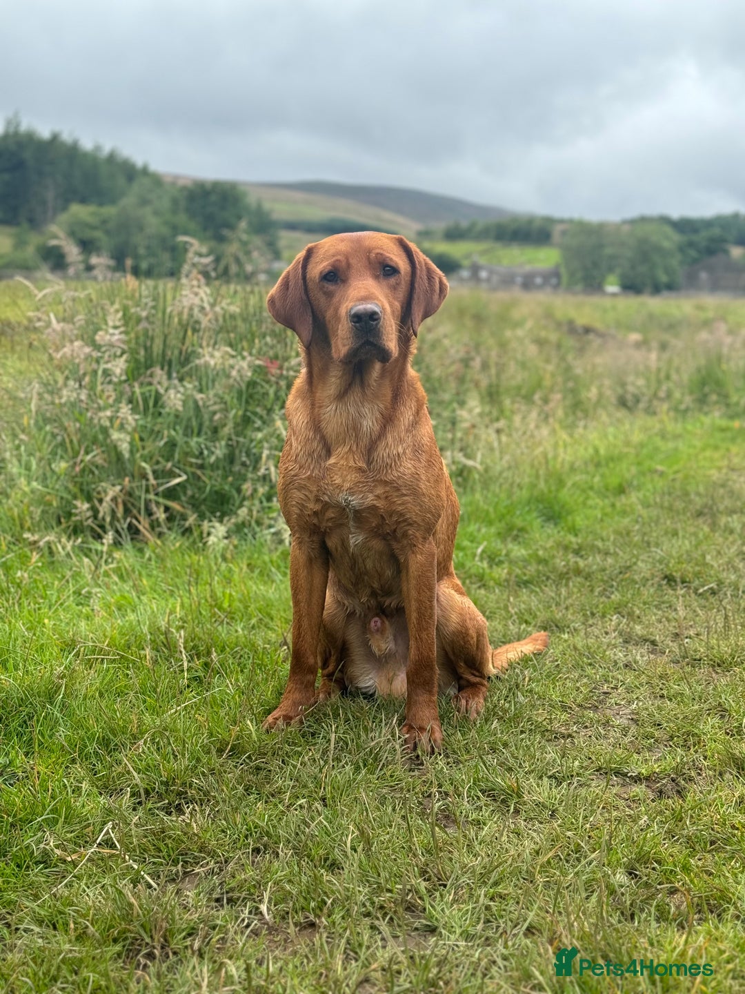 Labrador Retriever dogs for stud: ✨PROVEN FULLY HEALTH TESTED WORKING RED LABRADOR✨ in Hawes - Advert 15