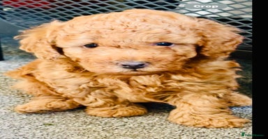 Yorkiepoo dogs - Advert 16
