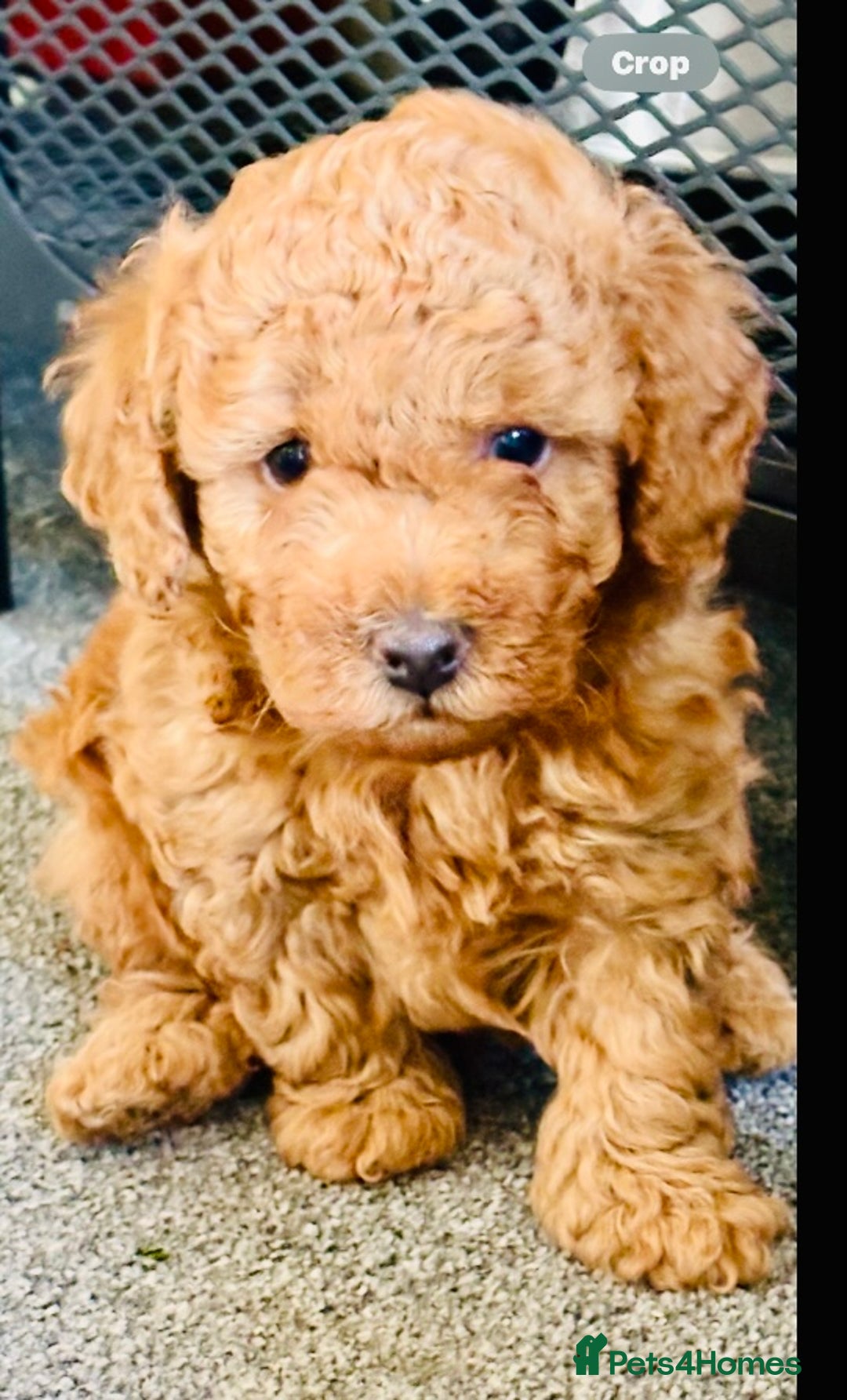 Yorkiepoo dogs for sale: Tiny adorable yorkiepoo puppies - Image 2