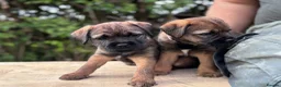 Border Terrier dogs for sale: Adorable Border Terrier Puppies  in Sherborne - Advert 18