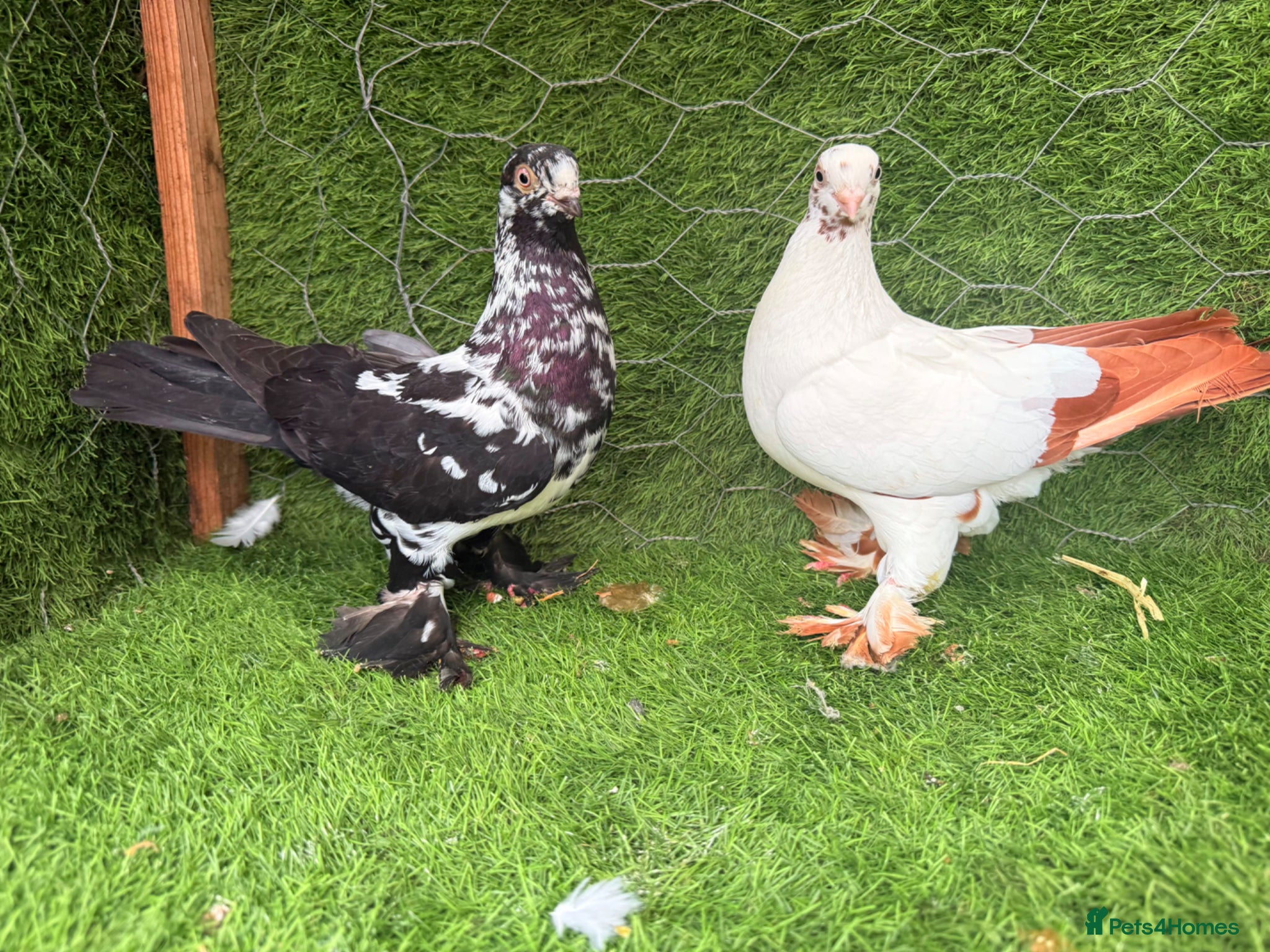 Pigeons birds Top Quality Strong Breeding Pair – Vaccinated - Advert 2