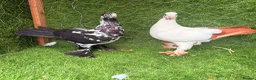 Pigeons birds for sale: Top Quality Strong Breeding Pair – Vaccinated - Advert 22