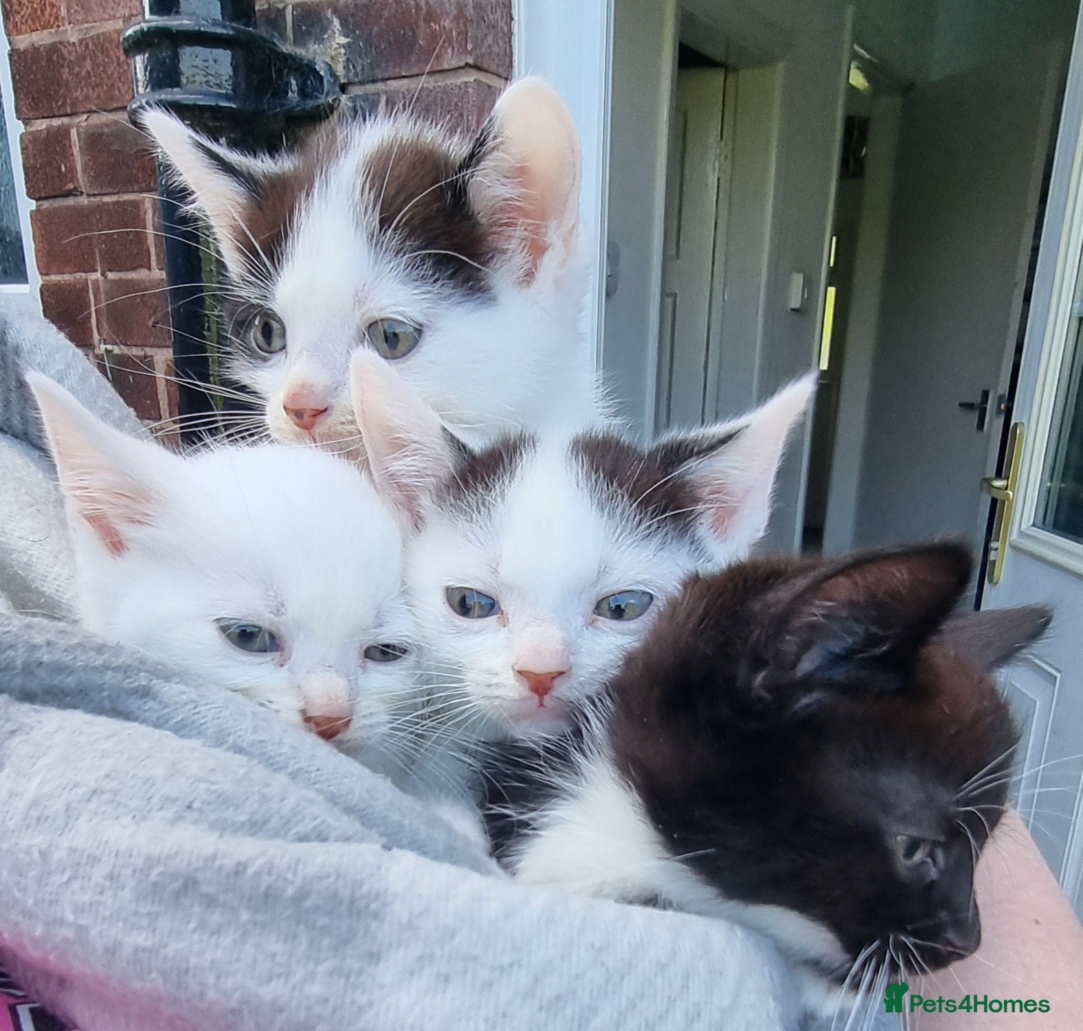 Mixed Breed cats 4 beautiful kittens ready for their new home  - Advert 1