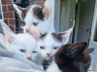 Mixed Breed cats 4 beautiful kittens ready for their new home - Advert 11