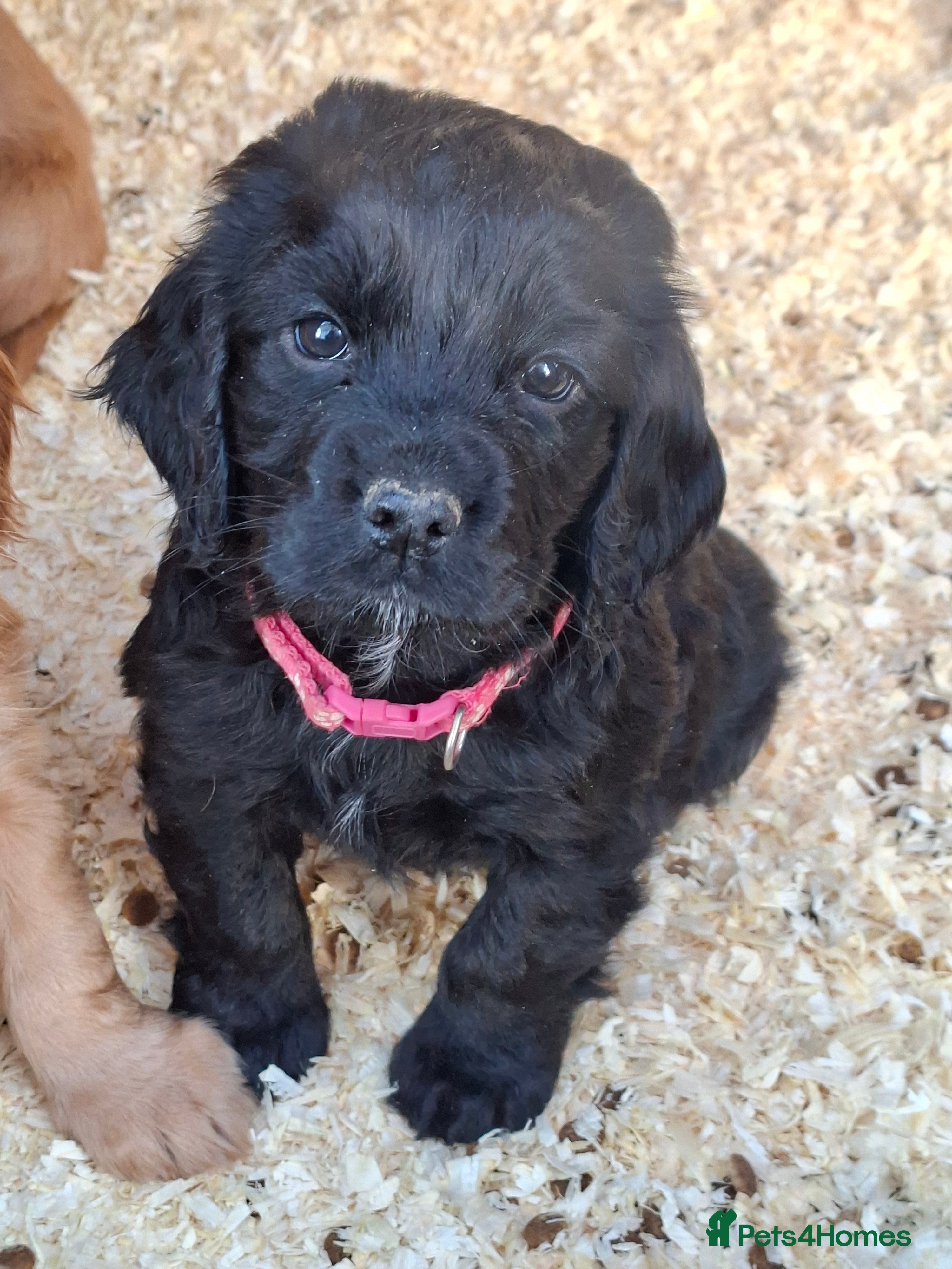 Cocker Spaniel dogs Hereditary clear working cock spaniels - Advert 9