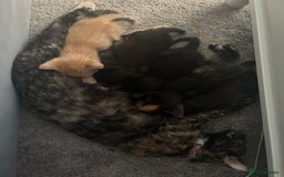 Mixed Breed cats for sale: 1 Ginger male and 1 black female remaining  - Image 5