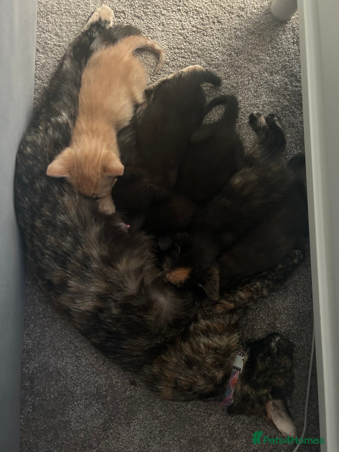Mixed Breed cats for sale: 1 Ginger male and 1 black female remaining  - Image 5