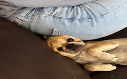 Pug dogs for sale: 2 male pup puppies  - Image 2