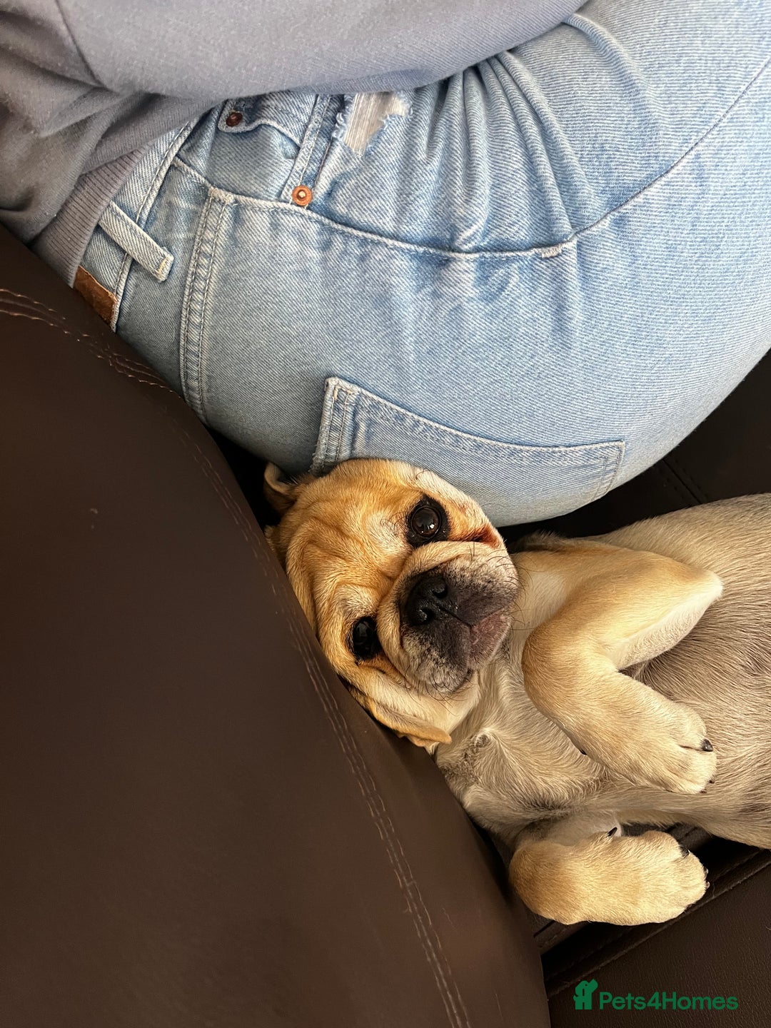 Pug dogs for sale: 2 male pup puppies  - Image 2