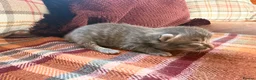 Mixed Breed cats for sale: Beautiful British Shorthaired Cross Kittens - Advert 13