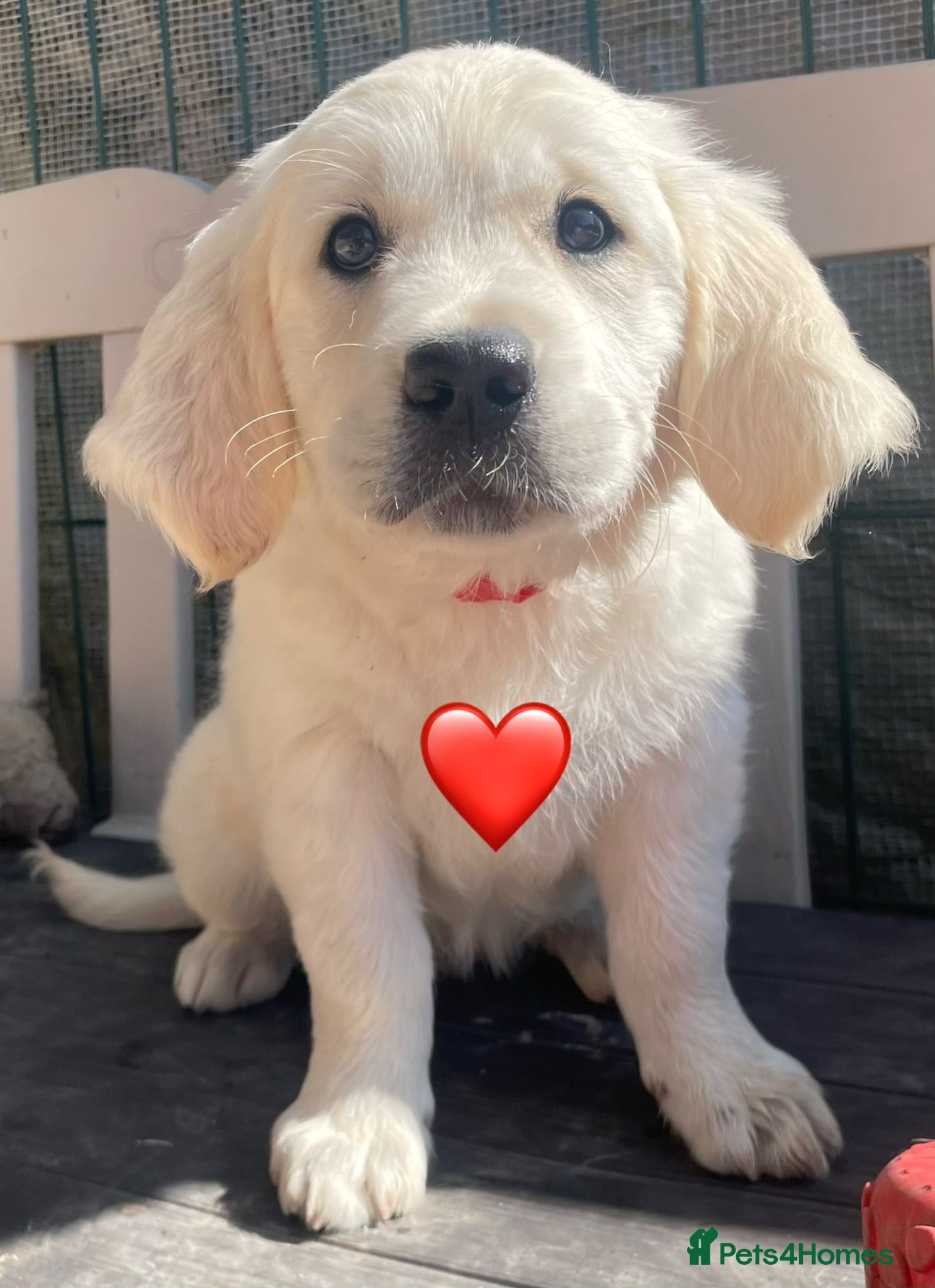 Golden Retriever dogs KC Registered Golden Retrievers - Advert 2