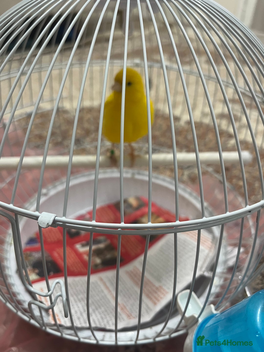 Lovebirds birds for sale: Male & female  - Advert 3