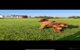 Cockapoo dogs for sale: 2 year old cockapoo - Image 2