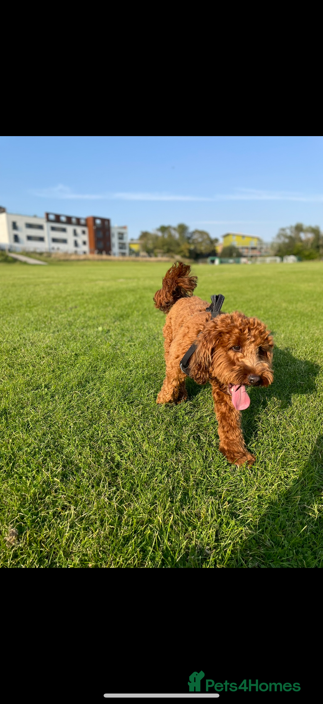 Cockapoo dogs for sale: 2 year old cockapoo - Image 2