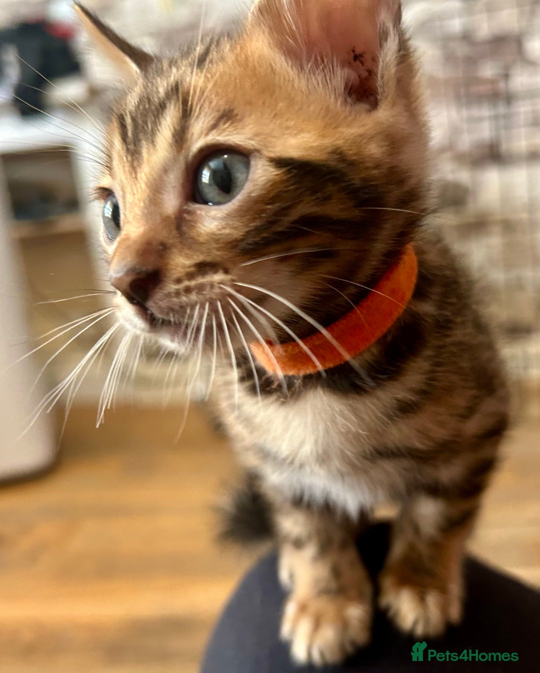 Bengal cats for sale: 6 Gorgeous Bengals kittens ready for reservation  - Image 7