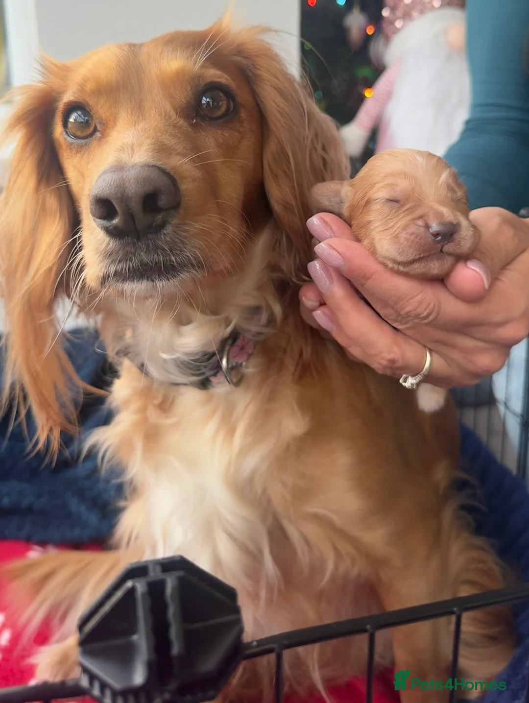 Cocker Spaniel dogs for sale:  Ready now!1 Boy left! KC Working Cocker Spaniels  - Advert 10
