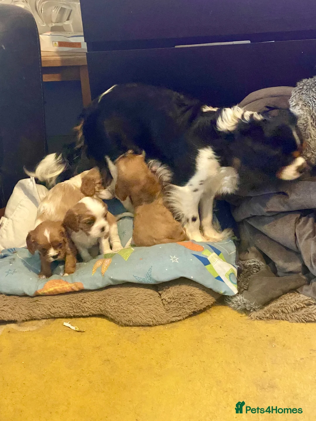 Cavalier King Charles Spaniel dogs for sale: Beautiful Cavalier King Charles Spaniel puppies - Advert 13