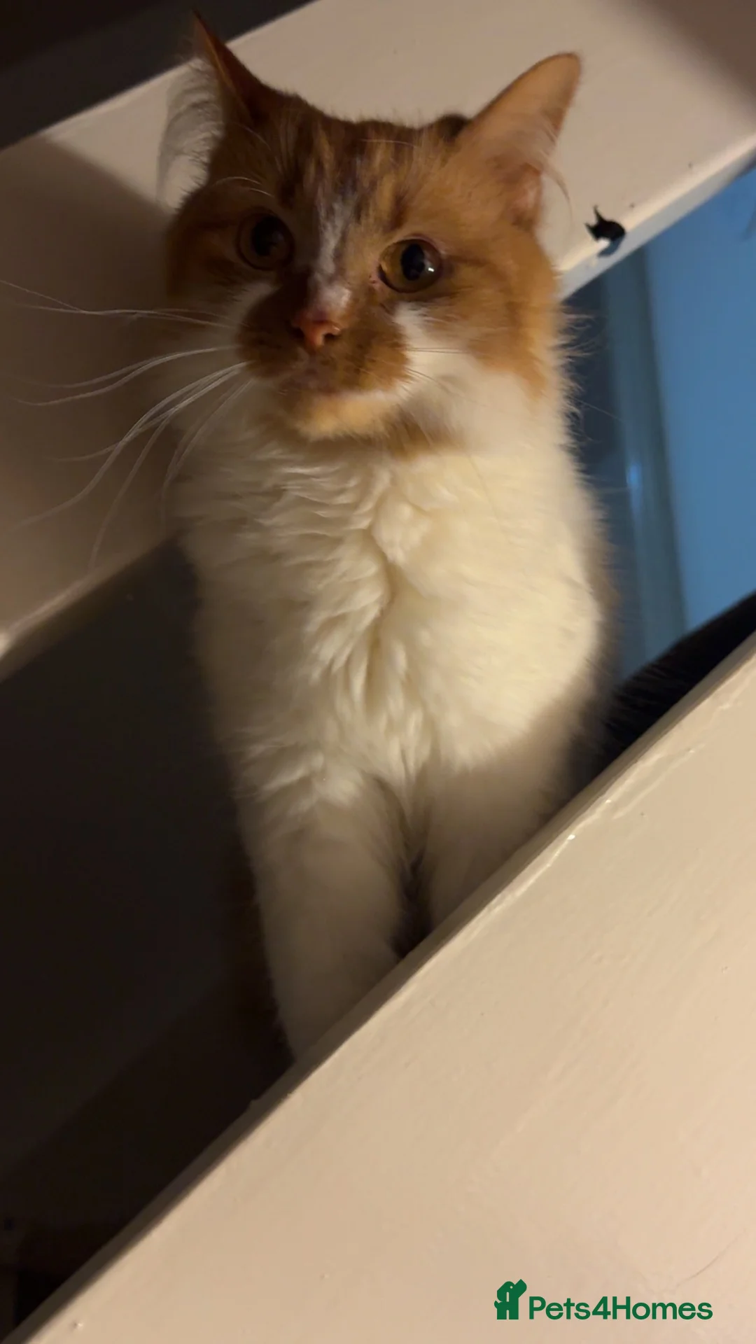 Mixed Breed cats for sale: Female cat looking for forever home - Advert 4