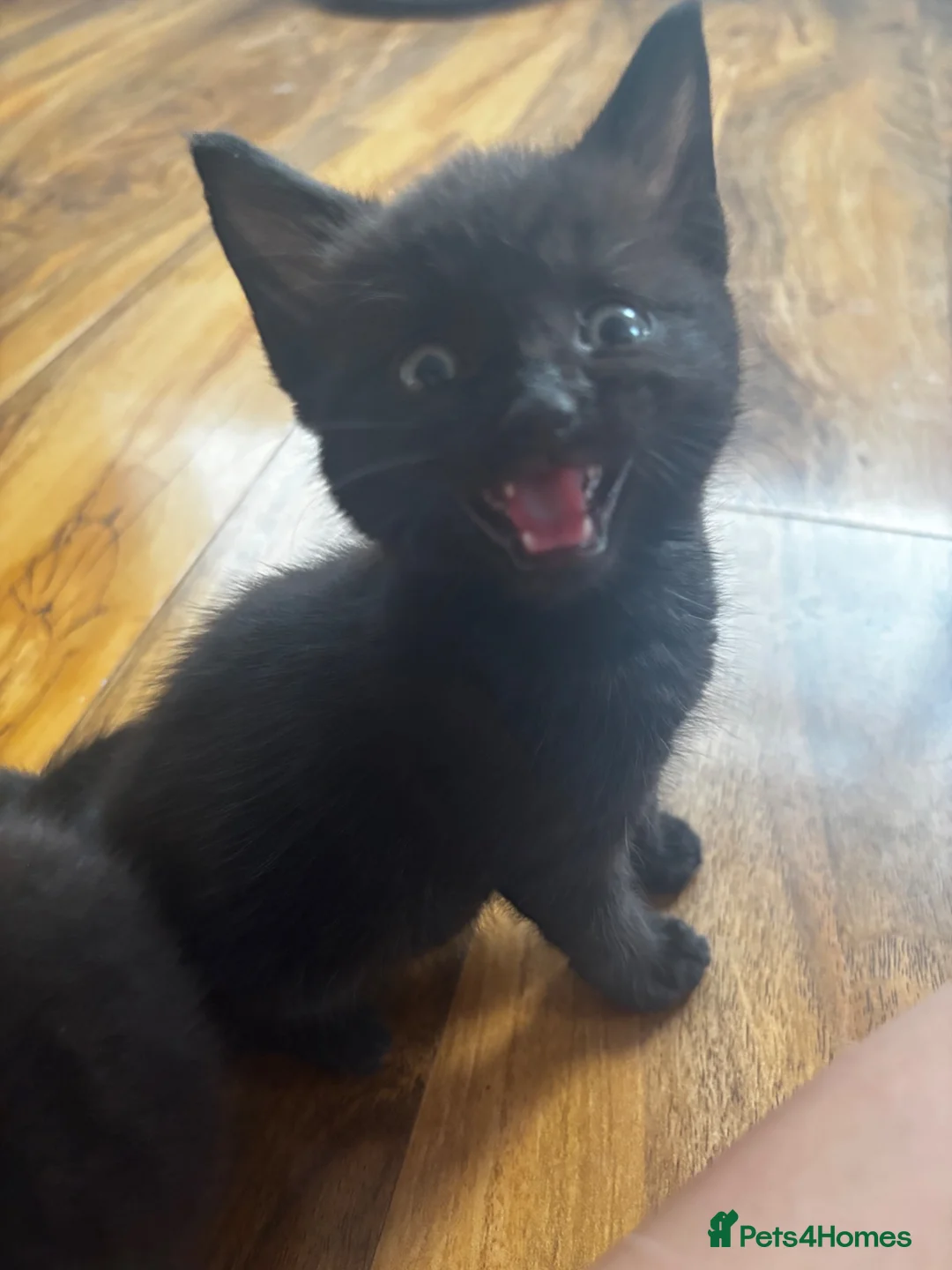 Mixed Breed cats for sale: 3 lovely kittens left - Advert 10