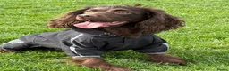 Cocker Spaniel dogs for sale: 2 cocker spaniels and staffy for rehoming - Advert 6