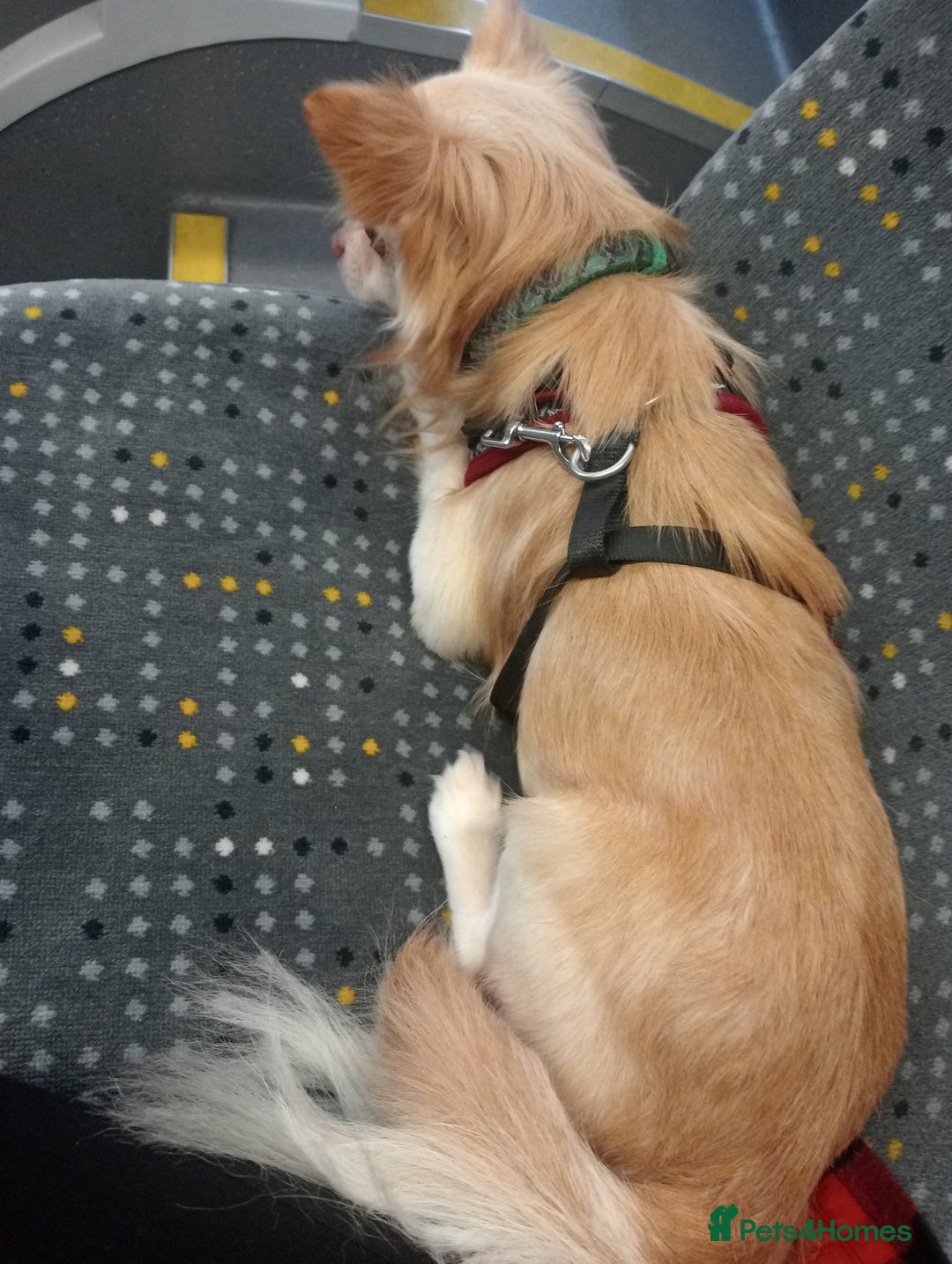 Chihuahua dogs for stud: Stud blonde chihuahua  - Advert 8