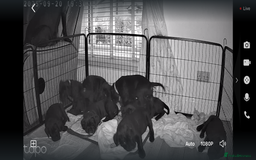 Cane Corso dogs for sale: Cane corso pups - Image 7
