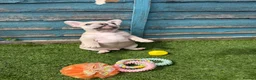 French Bulldog dogs for sale: 5 frenchbull dog puppes - Advert 6