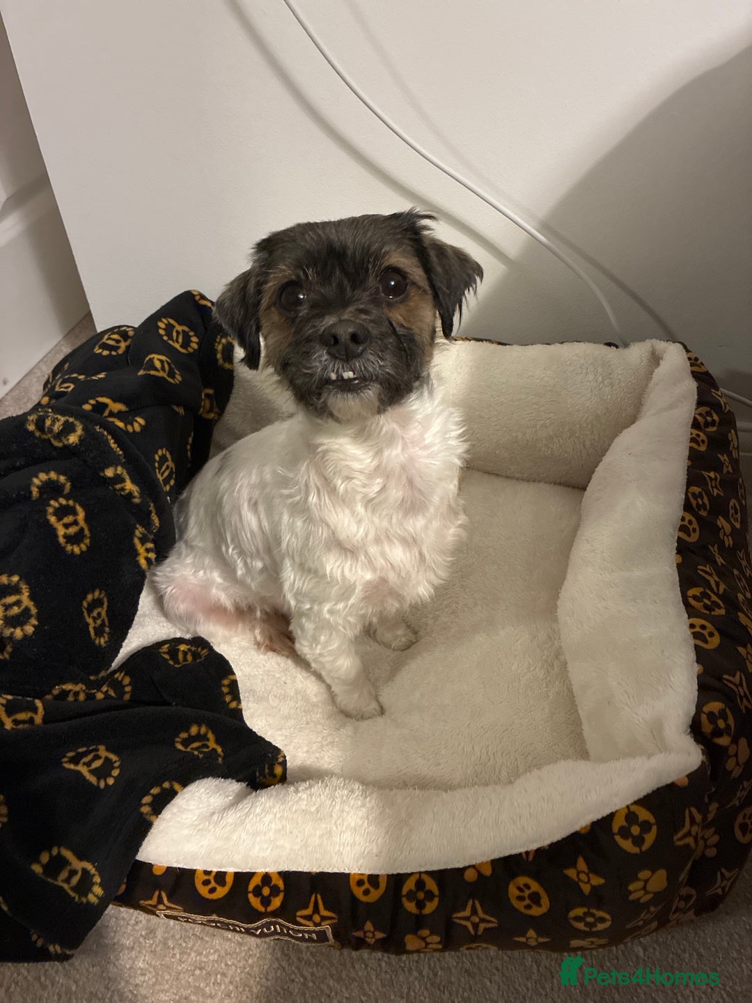 Mixed Breed dogs for sale: Chitsue cross chug - Advert 2