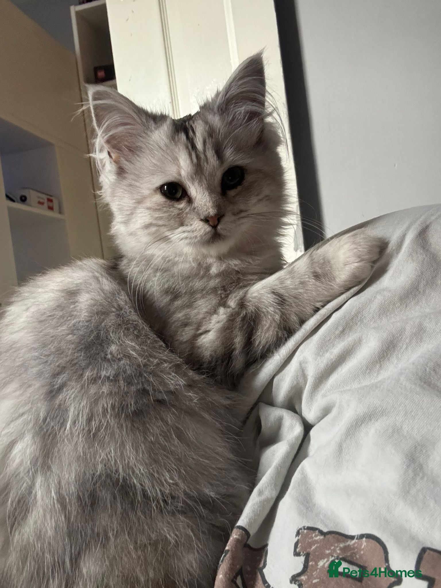Mixed Breed cats for sale: Persian x Ragdoll 2 female kittens - Advert 2