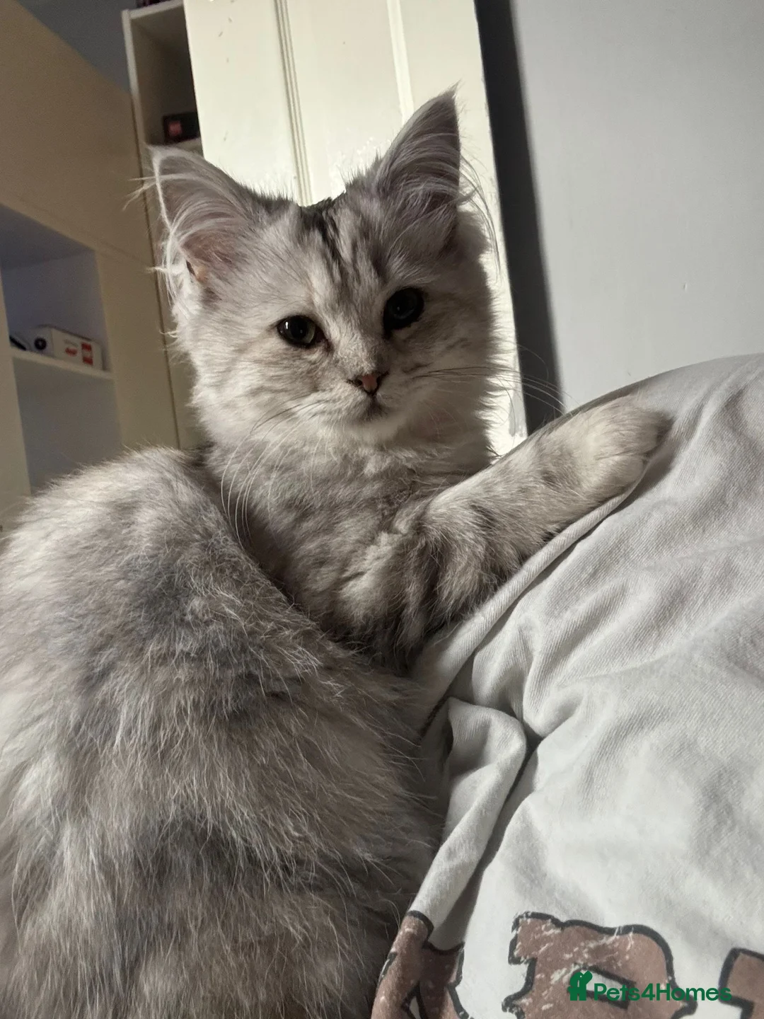 Mixed Breed cats for sale: Persian x Ragdoll 2 female kittens in Northampton - Advert 1