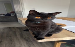British Shorthair cats for sale: Young Male British Shorthair (Indoor Cat) - Image 2