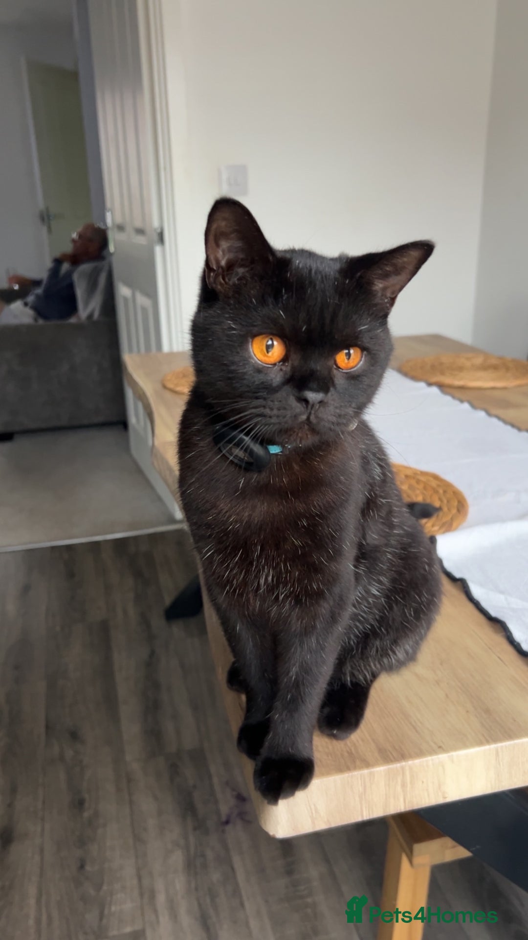 British Shorthair cats for sale: Young Male British Shorthair (Indoor Cat) - Image 2