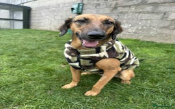 Mixed Breed dogs for adoption: Tony deserves the best forever home - Advert 6