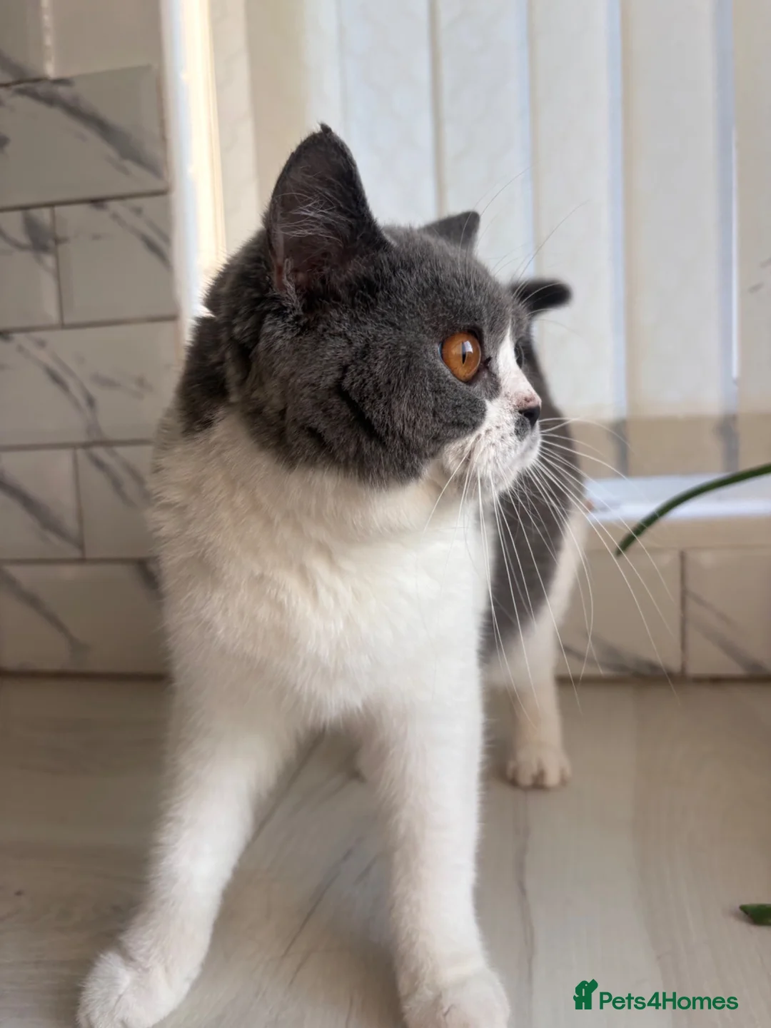 British Shorthair cats for sale: Blue and white British shorthair  - Advert 8