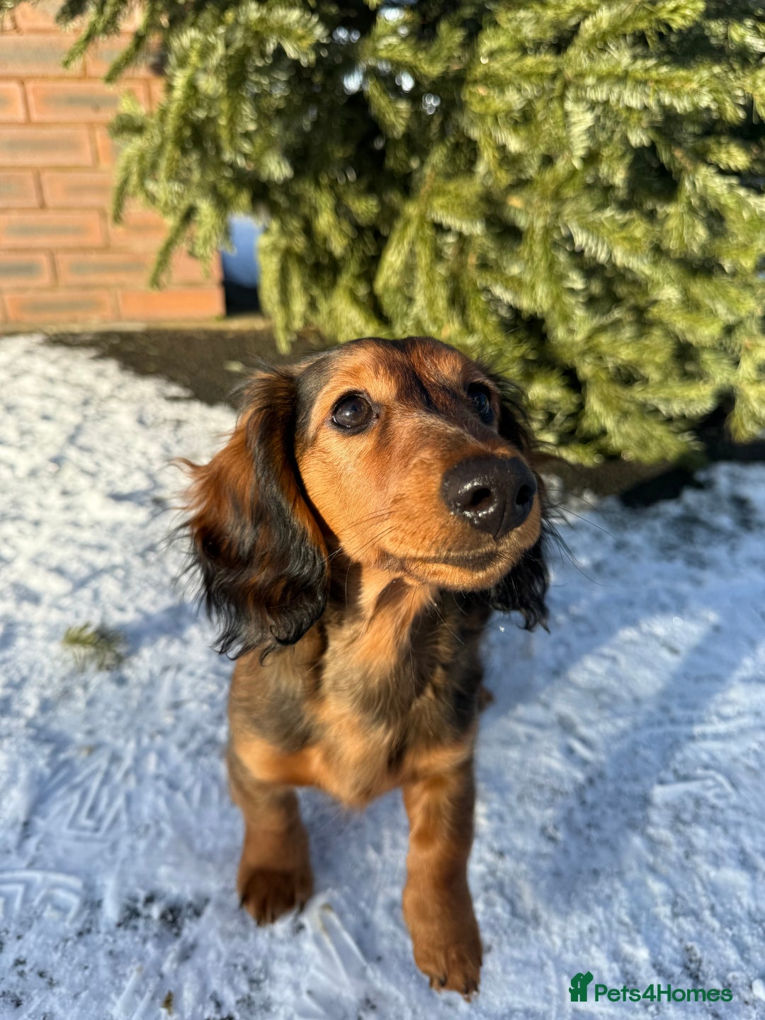 Dachshund dogs for sale: Hector and Ariana  - Advert 10