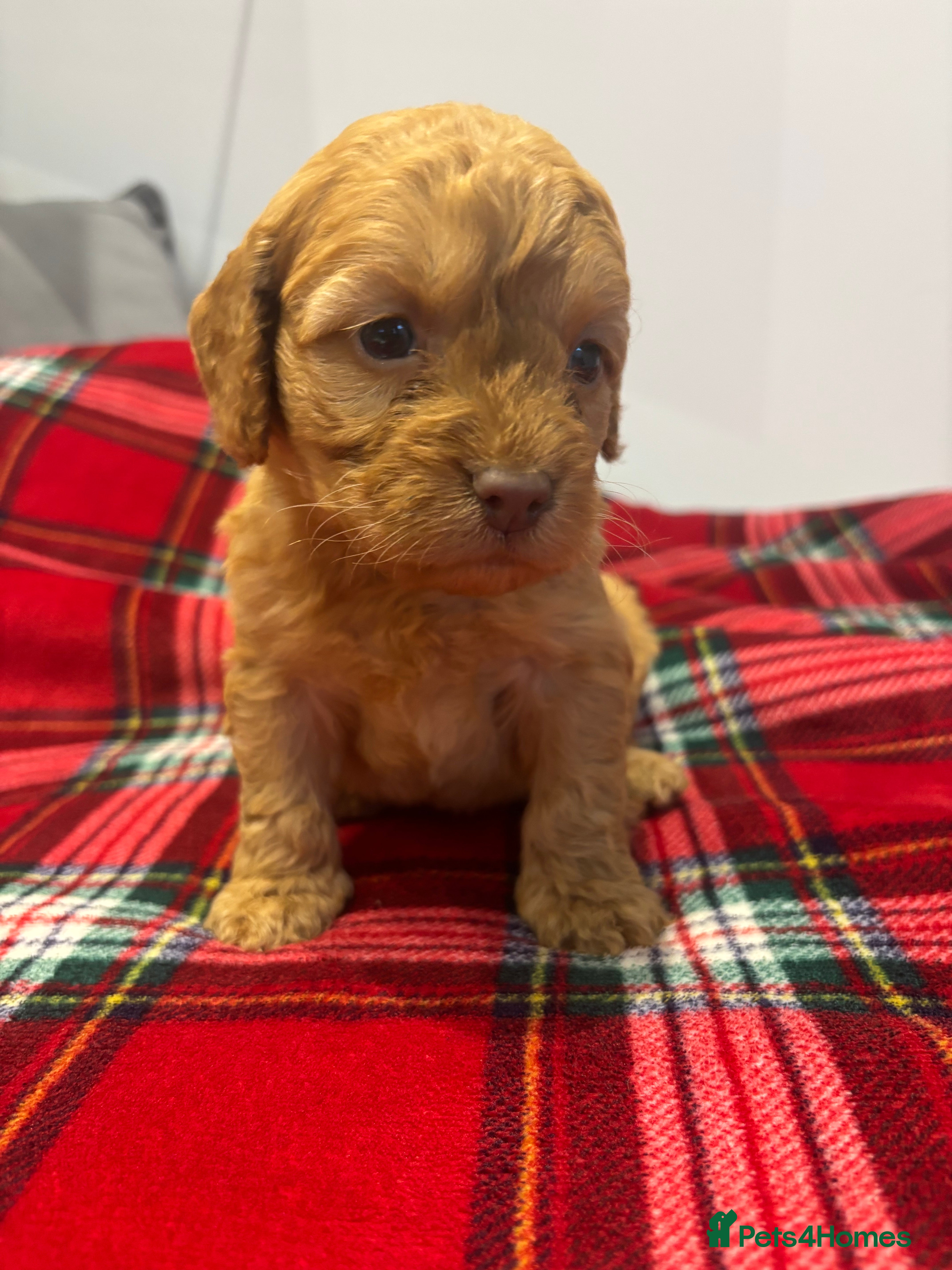 Cockapoo dogs F1 cockapoos - Advert 18