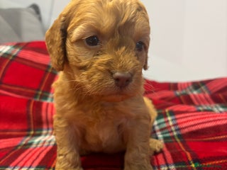 Cockapoo dogs F1 cockapoos - Advert 18