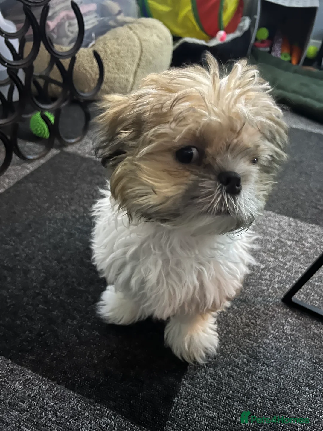 Shih Tzu dogs for sale: My Name is Teddy - Advert 1