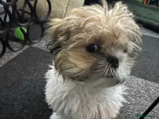 Shih Tzu dogs My Name is Teddy - Advert 4