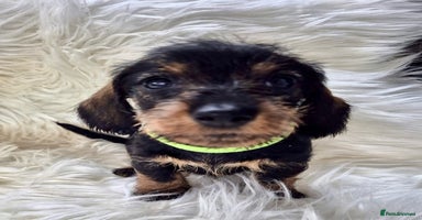 Dachshund dogs - Advert 4